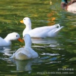 S级短嘴柯尔鸭活体幼崽出售 宠物小鸭苗批发 萌宠乐园租赁科尔鸭