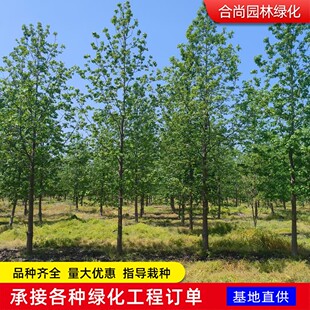 �������������l ����������� �G����ľ�е��� ����С��