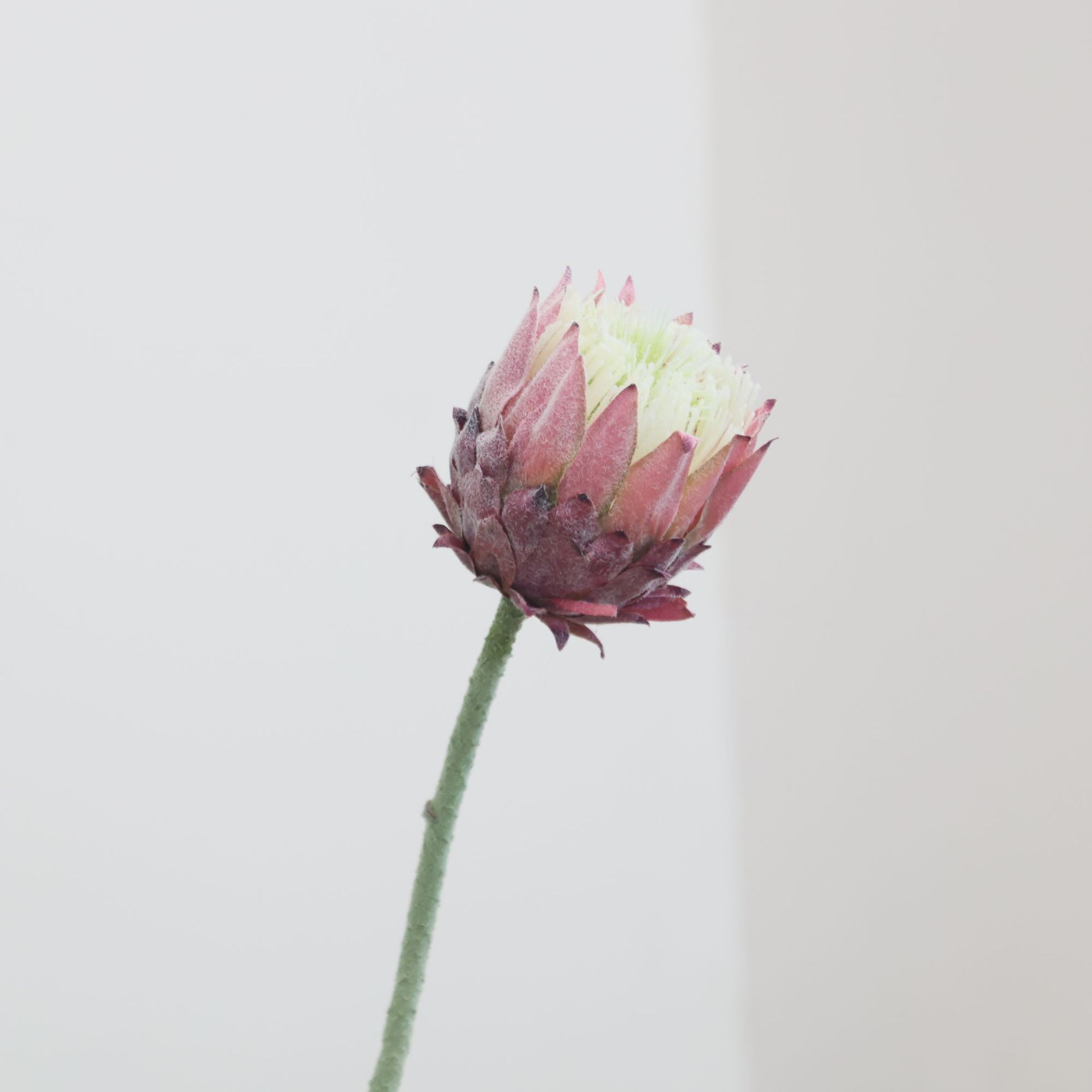 北欧单支帝王花仿真花家居婚庆酒店橱窗装饰花植绒北欧蓟假花跨境详情16