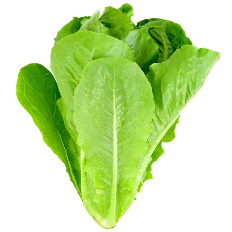 Siembra de lechuga de cuatro estaciones, semillas de lechuga de primavera y verano, semillas de lechuga de crema orgánica, semillas de lechuga de balcón