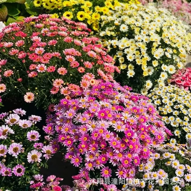 [Трансграничная поставка] Семена пиретрума