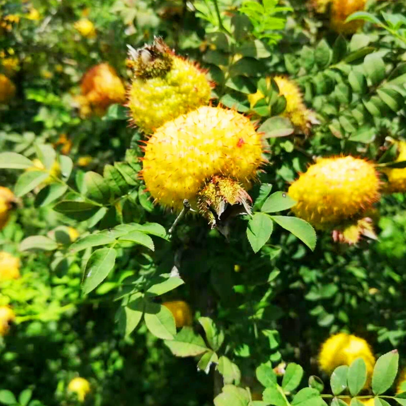 Оптом Рассада Кустарника Rosa roxburghii Рассада деревьев Ветрозащитная Пескофиксирующий Цветочный Кустарник Присыпь Рассада ананаса