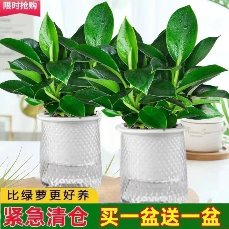 핫 세일: [1개 구매 시 1개 무료] 화이트 스타 세면대 2개 + 마약 킹 2개