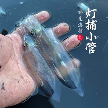 东山岛灯光诱捕小管活冻鱿鱼鲜活海兔笔管鱼  东山海鲜灯照鱿鱼