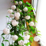 球兰盆栽绿植带花大苗四季开花卉室内爬藤绿叶心叶球兰植物吊兰卷