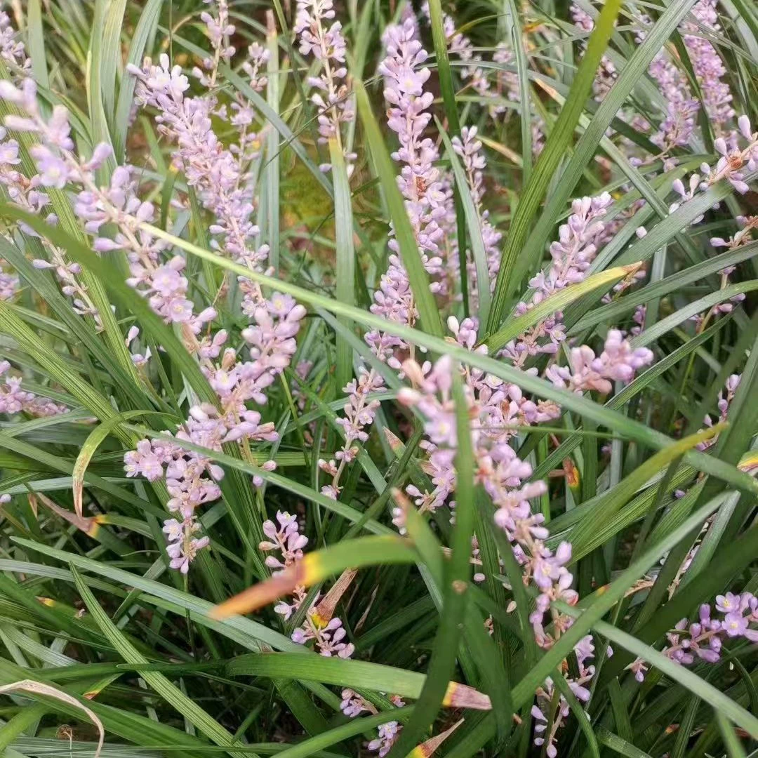 Трава удачи, трава процветания, трава Гуаньинь, растение офиопогон широколистный, трава для озеленения парков и общественных проектов, мягколистная, жестколистная, благоприятная.