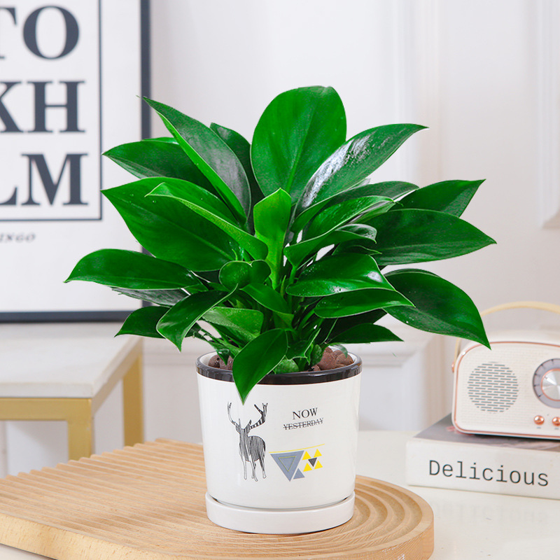 골든다이아몬드 25cm 3그루(엘크 세라믹 화분) + 영양액