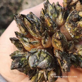 1-2���b�������r�����rҰ����צ�����_�uצ���Z�i�ىطǼ�ʳ����