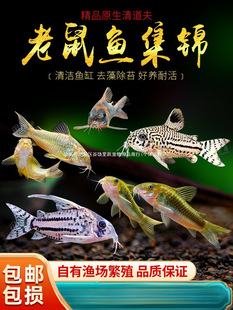 �����ח������~�����󻨽����������~�����~�^�p�Ꭷ�����~�S��