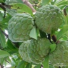 ����֦�N�ӹ������ՇO�������_�����}����ȹ��N�ӷ���֦�N��