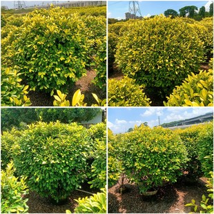 �V�|��ɽ�������ֱ�N��N���������r