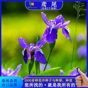 Iris Seed Project Greening Landscape Garden Purple Butterfly Seed Flower Mirror Cut Flower Ornamental Flower Yellow Iris Flower Seed