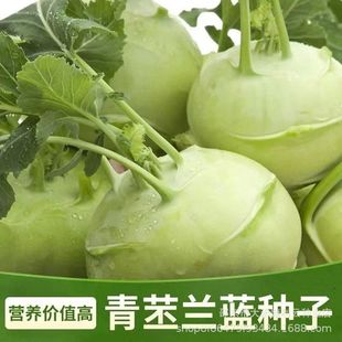 �����m�N�������^�����Դ���ˮ�����m�ļ��ﶬ�ͺ����{�߲˷N��