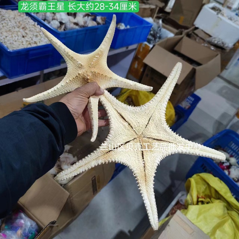 天然ヒトデ各種、人気の天然ヒトデの壁掛け飾り、装飾ステッカー、工芸品、アクセサリー、置物、標本コレクション|undefined