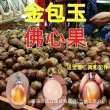 菩提释迦菩提原果佛心果金包玉彩果老果子菩提子吊坠原料项链板芙