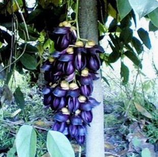 ͥԺ�������̻����G�����������Ժ�ȸ����ֲ��������ٻ����{��