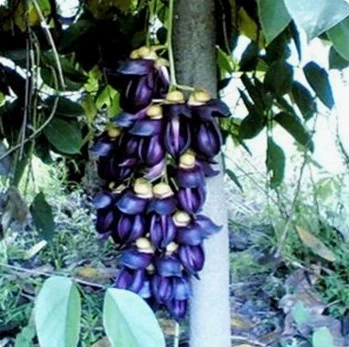 Во дворе Виноград Пушка Цветение Вечнозеленая Конопля Рассада ротанга Горшечная трава Цветок рассады Растительное масло Конопля Древние цветы ротанга Открыты в четыре сезона