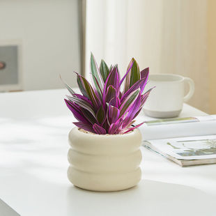 Money wood potted plants fleshy old pile green plants living room office indoor desktop bonsai plants drought tolerance good to feed the four seasons