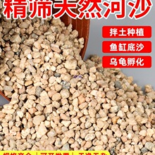 河沙粒精筛粗河砂多肉铺面石君子兰配土颗粒种植养花鱼缸造景底砂