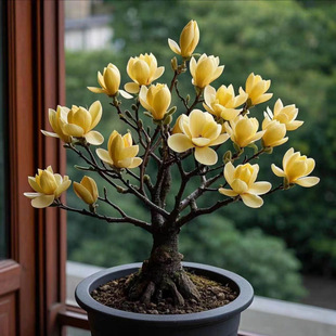 �ļ��������m���������Ի��绨��ͥԺ���_���t���m�������m����