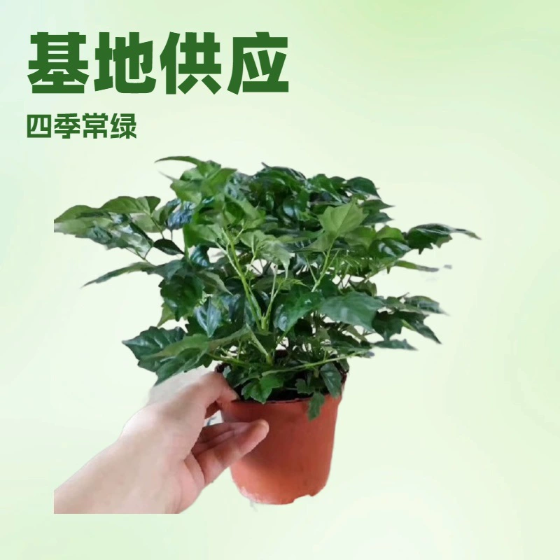 Оптовая продажа комнатных растений A110: маленькое счастье, небольшое богатство, источник удовольствия, цветы в горшках для офисного стола.