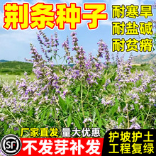 荆条种子牡荆种子紫荆种子蜜源绿肥灌木植物护坡固土防沙草籽种籽
