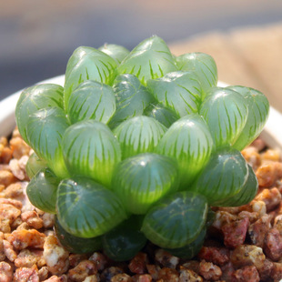 ͟ꎶֲ ԷN ¶ ʮȔ ׷N