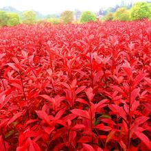 苗木金叶女贞篱笆红叶石楠苗庭院继木金森植物树苗红花女贞苗绿化