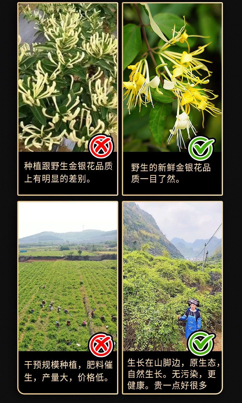 Dried Honeysuckle Flower Jin Yin Hua Wild Harvested 500g for Herbal Tea Infusions and Bathing specifications