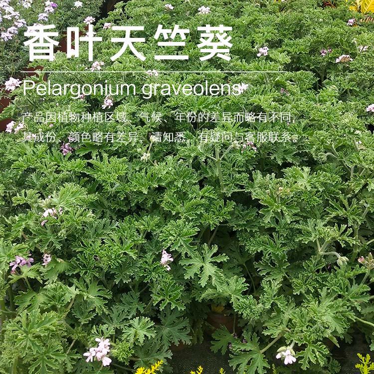 ��Ӧ���ÿ���¶ ���ÿ����� ��¶ԭ������ ��ӭ��ѯ��ⱸ��