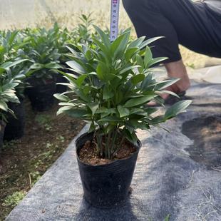 ����ֱ�l�A�~���������Դ��F��ˮ��ֲ����ò��҃ȿ͏d�׻�