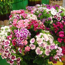 ���ʯ��N���ļ����N�_���׻��ɫ�Wʯ��ͥԺ����ʯ��ݻ��N��