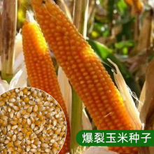 爆米花玉米种子高产早熟专用可吃可种植庭院大田球形爆裂玉米种籽