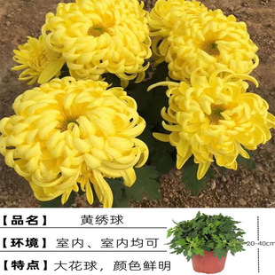 �ջ��玧�������Դ󻨾��¾�ǧ�^���ͺ����B�ļ��_���҃Ȼ���ֲ��