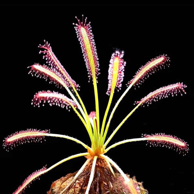 Mine Red Cape of Good Hope feuille de chaume longueur 3-5cm