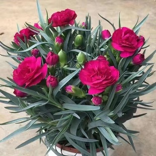 ����ܰ���Ԏ�����ʯ�񻨾Gɫ�ļ��_���҃��̨�͏d�Gֲ���ܺ��B��