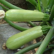 �����J�N������߮a�͟Ό�����JС�ϾGƤ�����ǹϴ����߲˷N����