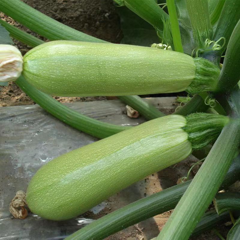西葫芦种子早熟高产耐热抗病葫芦小瓜绿皮油亮角瓜春季蔬菜种子孑