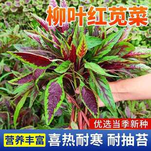 ���~�t�{�˷N�����ͺ��r�ۻ��t�{���~���{�˷N���̨ͥԺ�߲˷N��