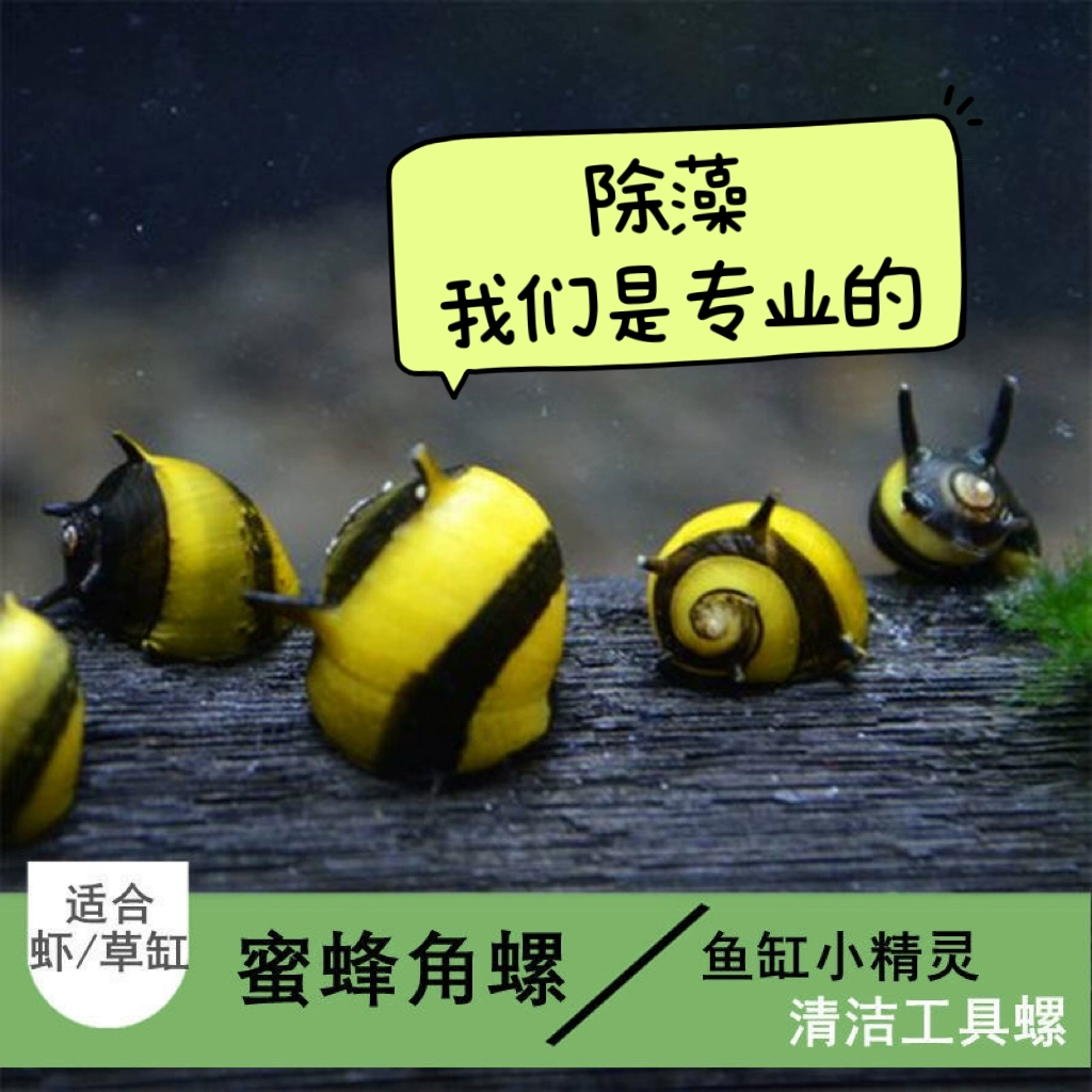 Декоративная улитка с пчелиным рогом, луковая улитка, улитка суро с черным алмазом, пресноводная декоративная улитка для удаления водорослей, другие.