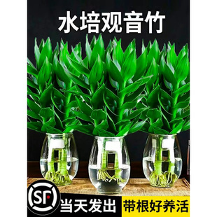 ���F��ˮ��ֲ���^���񎧸��҃����Ի��ܾGֲ�G�}�D�\���ӿ͏dˮ�B