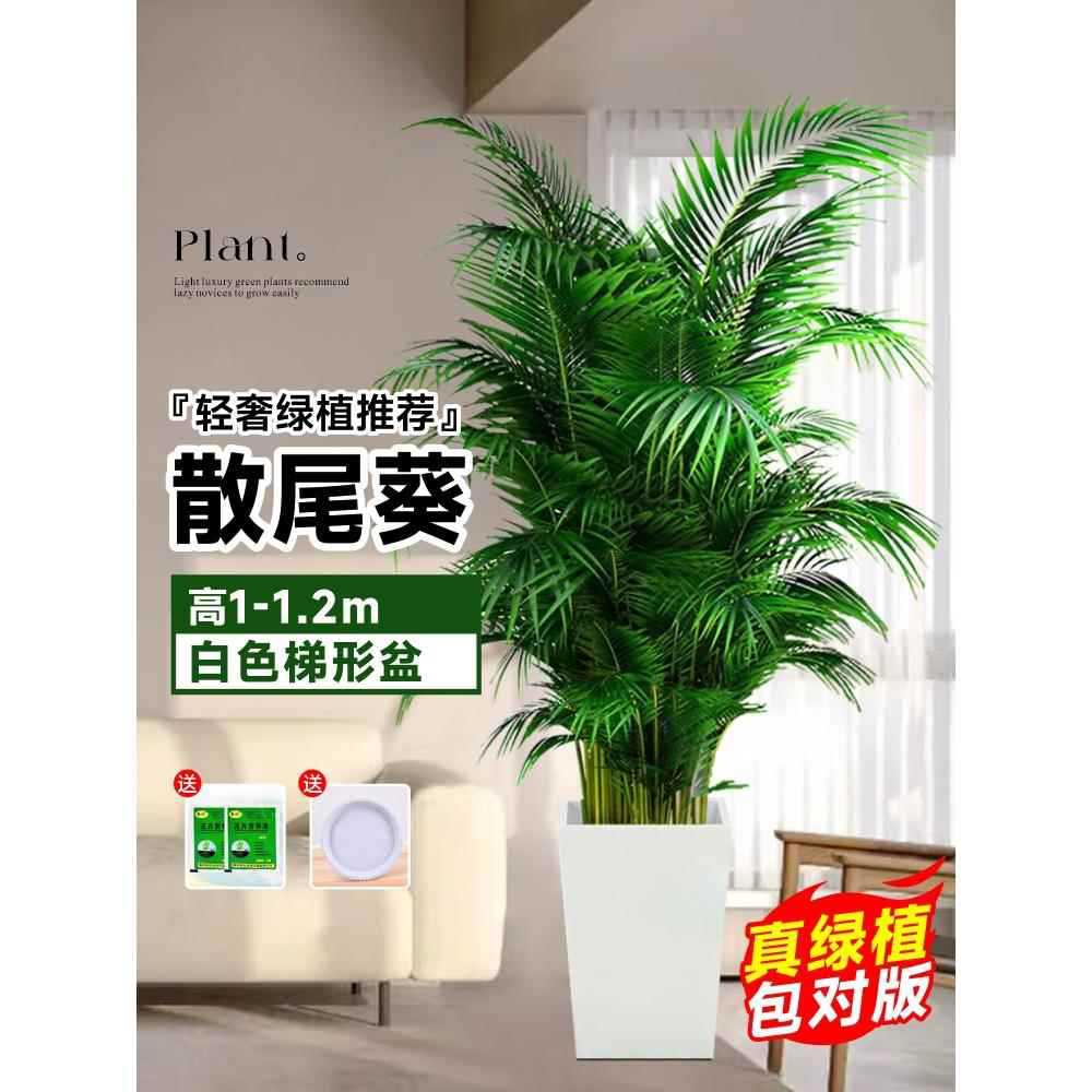 고품질 느슨한 콜리아 1- 1.3m 그루★흰색 사다리꼴 세면대 + 애완동물용 베이스