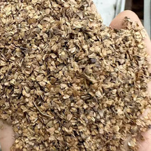 林木种子四季正宗桤木种子水冬瓜树种籽水青风桤蒿种子江南桤木种