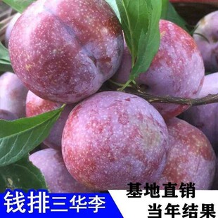 Bee Sugar Plum Saplings Grafted Extra Large Late Maturing Boneless Green Crisp Plum Saplings Planted in the North and South Sanhua Plum Saplings