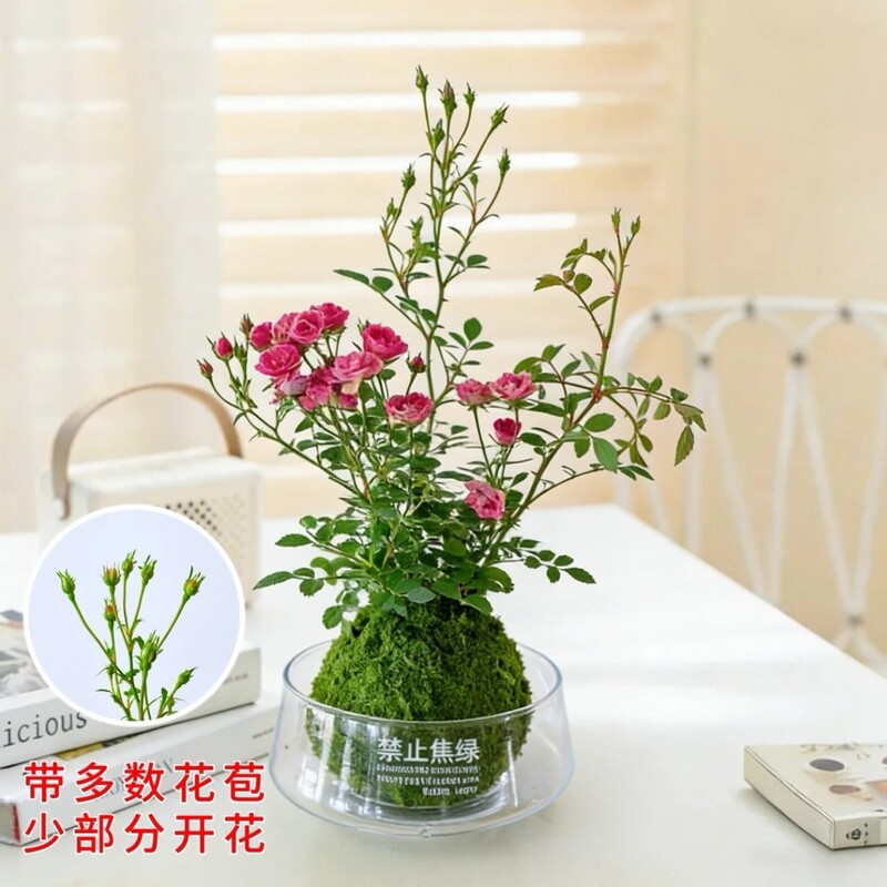 [with Flower Buds] Mini Hydroponic Rose Plant, Huishuiji, Blooms All Year Round, Indoor Green Plant, Easy-Care Moss Ball