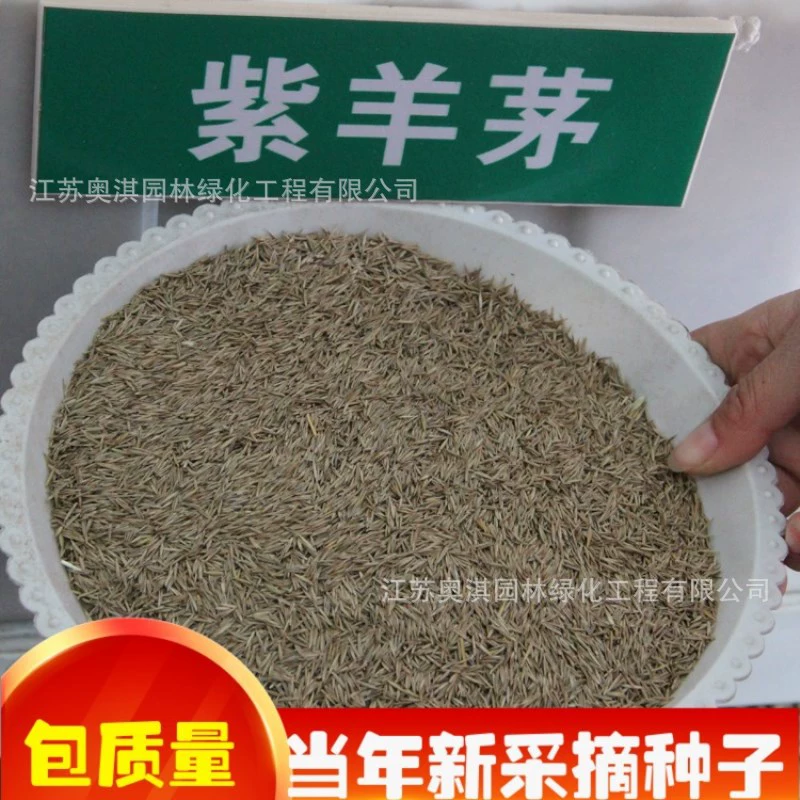 Оптовые продажи семян фиолетовой овечьей травы, семян вечнозеленой красной травы, семян фиолетового газонного покровного растения, большие объемы, высокое качество, высокая степень прорастания