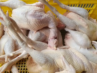 �������u��ɽɢ�B���u���u�r�����P���r���a��ֻ�ߵ�ĸ�u��������