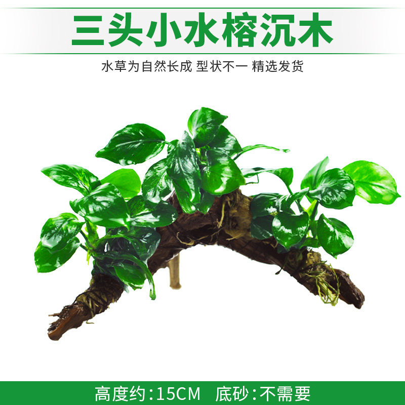 三头小水榕沉木
