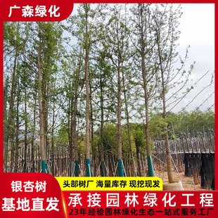 �y�Ә��� �G��������ľ����  ����ɼ��@�־��^���dֲ��������l