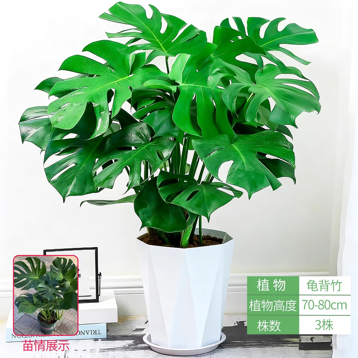 Monstera deliciosa 70-80cm [diamond pattern flower pot]